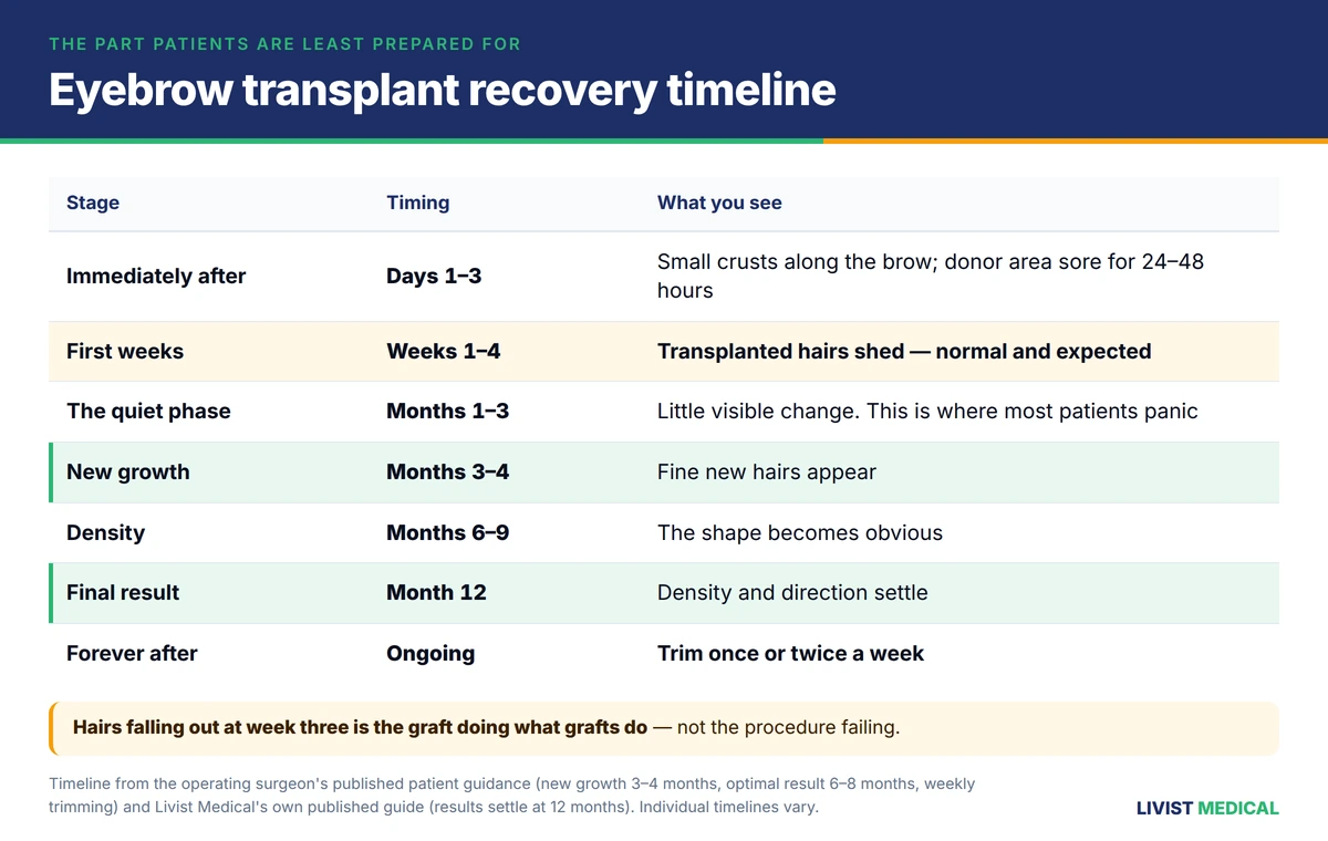 Eyebrow transplant recovery timeline