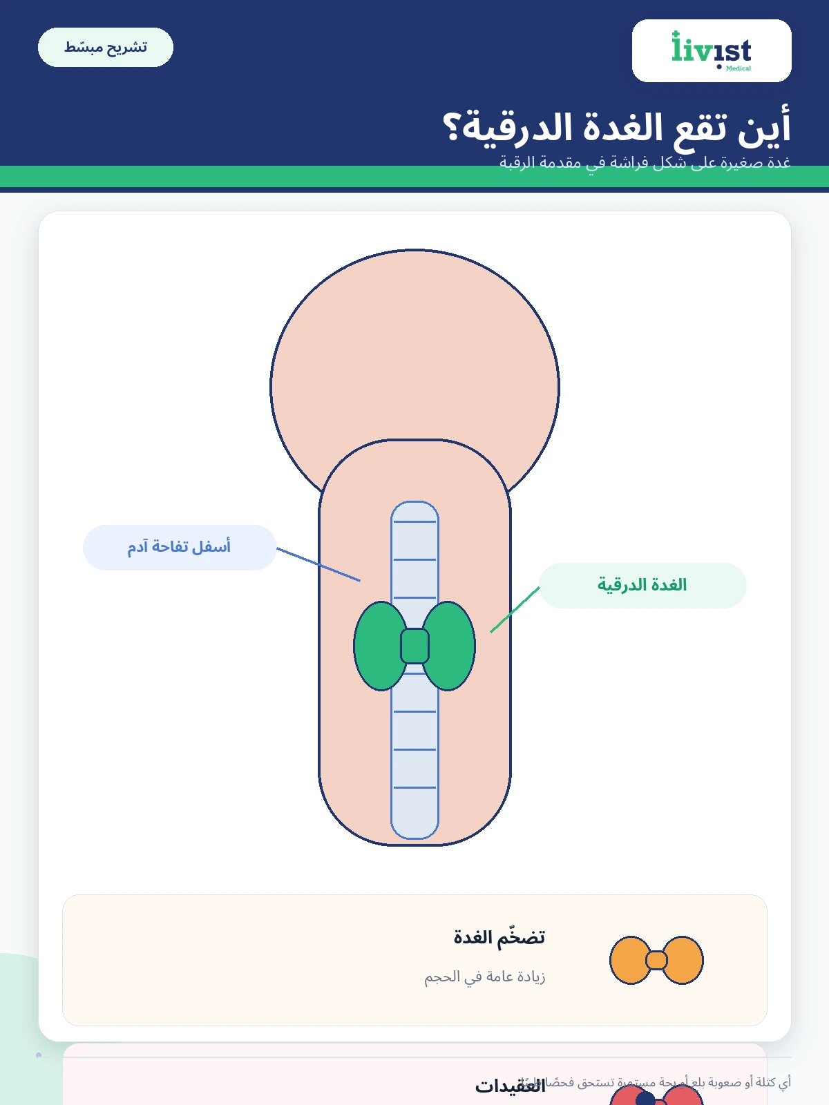 موقع الغدة الدرقية في الرقبة وشكل التضخّم
